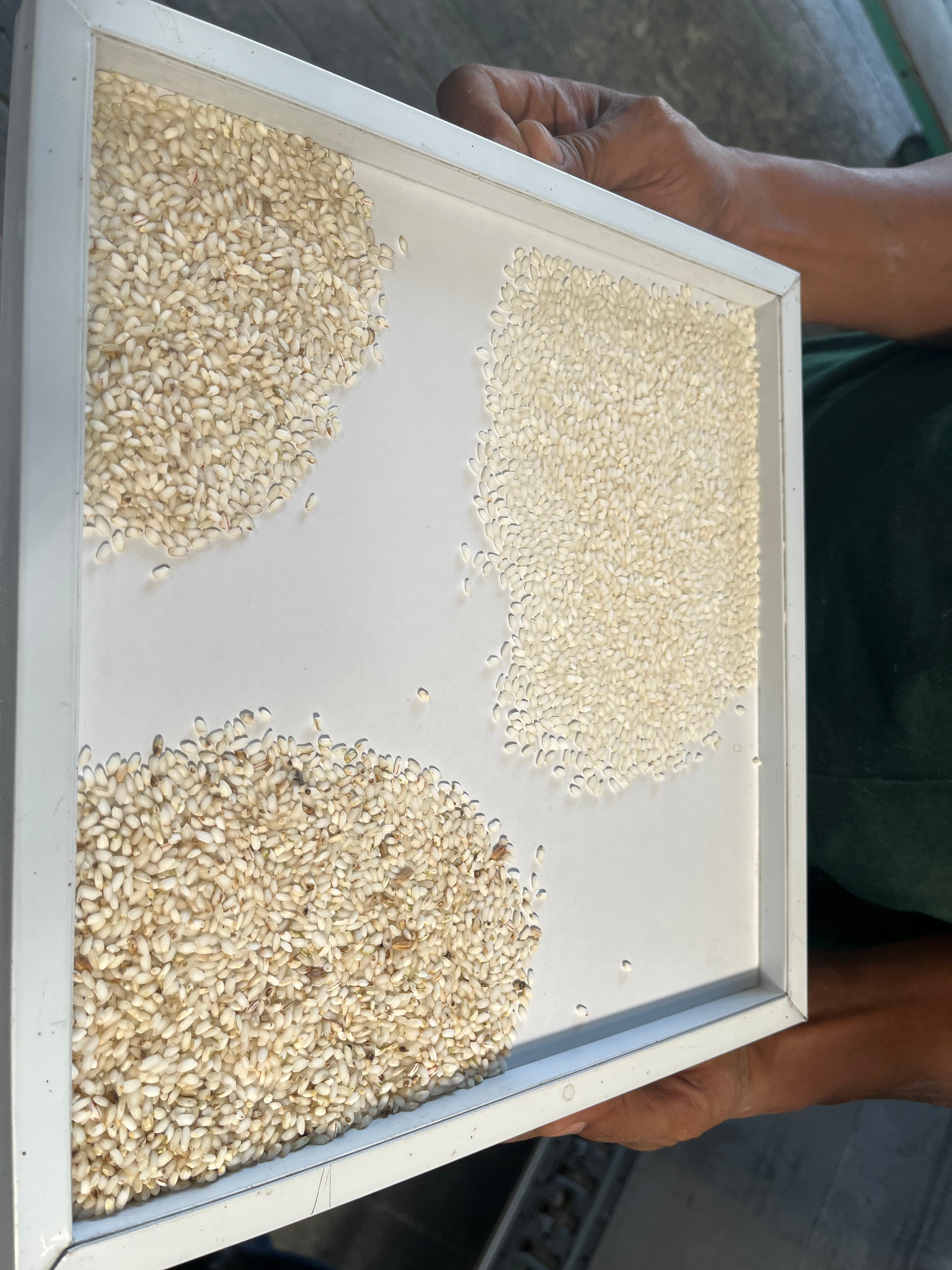 Hands holding a white tray displaying three distinct piles of rice grains for comparison.